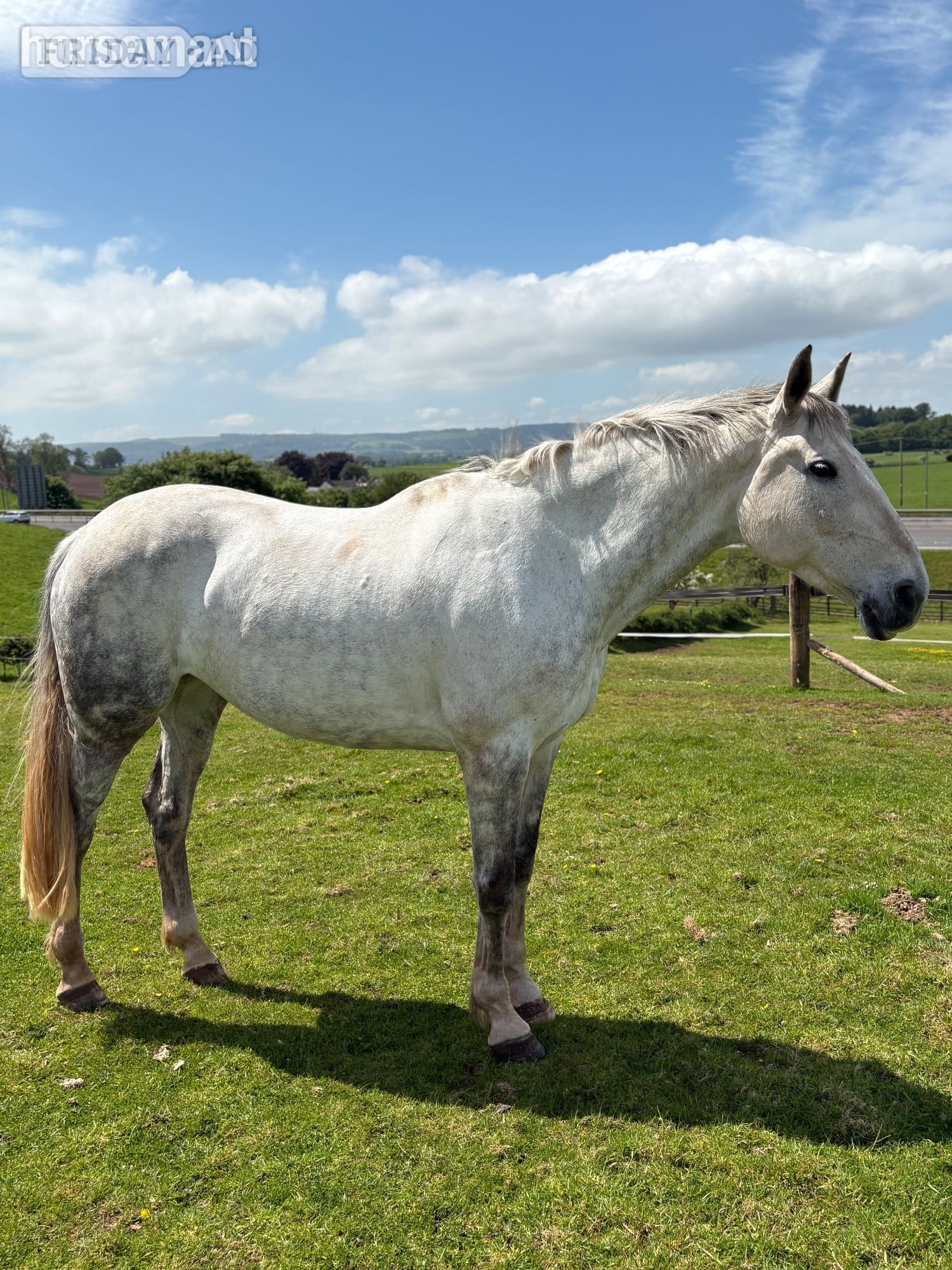 "FORANS COUGAR MINT" Grey Mare All Rounder