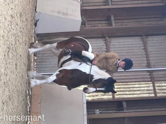 "Luneside Belle of The Ball " Tobiano Mare Coloured