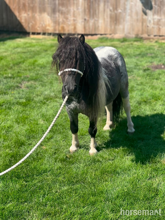"Spartacus " Blue &amp; White Gelding Family Horse
