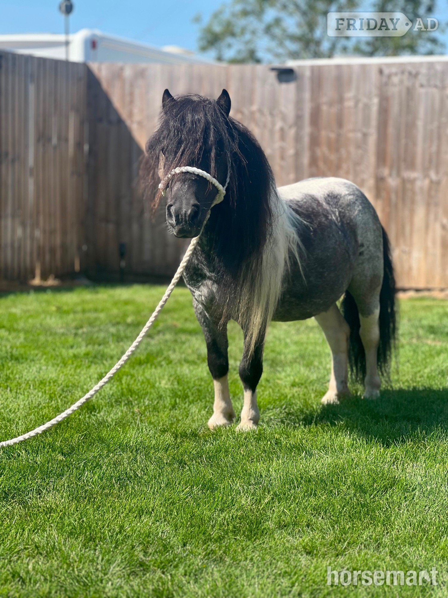 "Spartacus " Blue &amp; White Gelding Family Horse