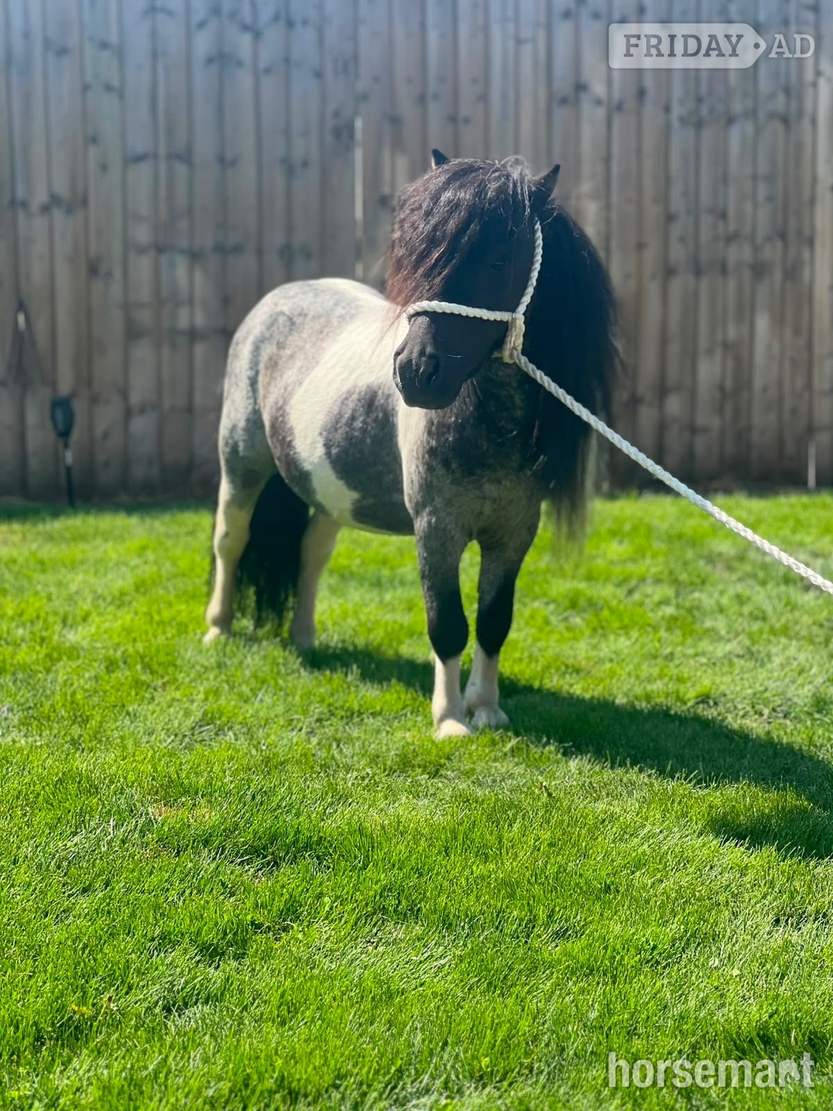 Cannock "Spartacus " Blue &amp; White Gelding Family Horse