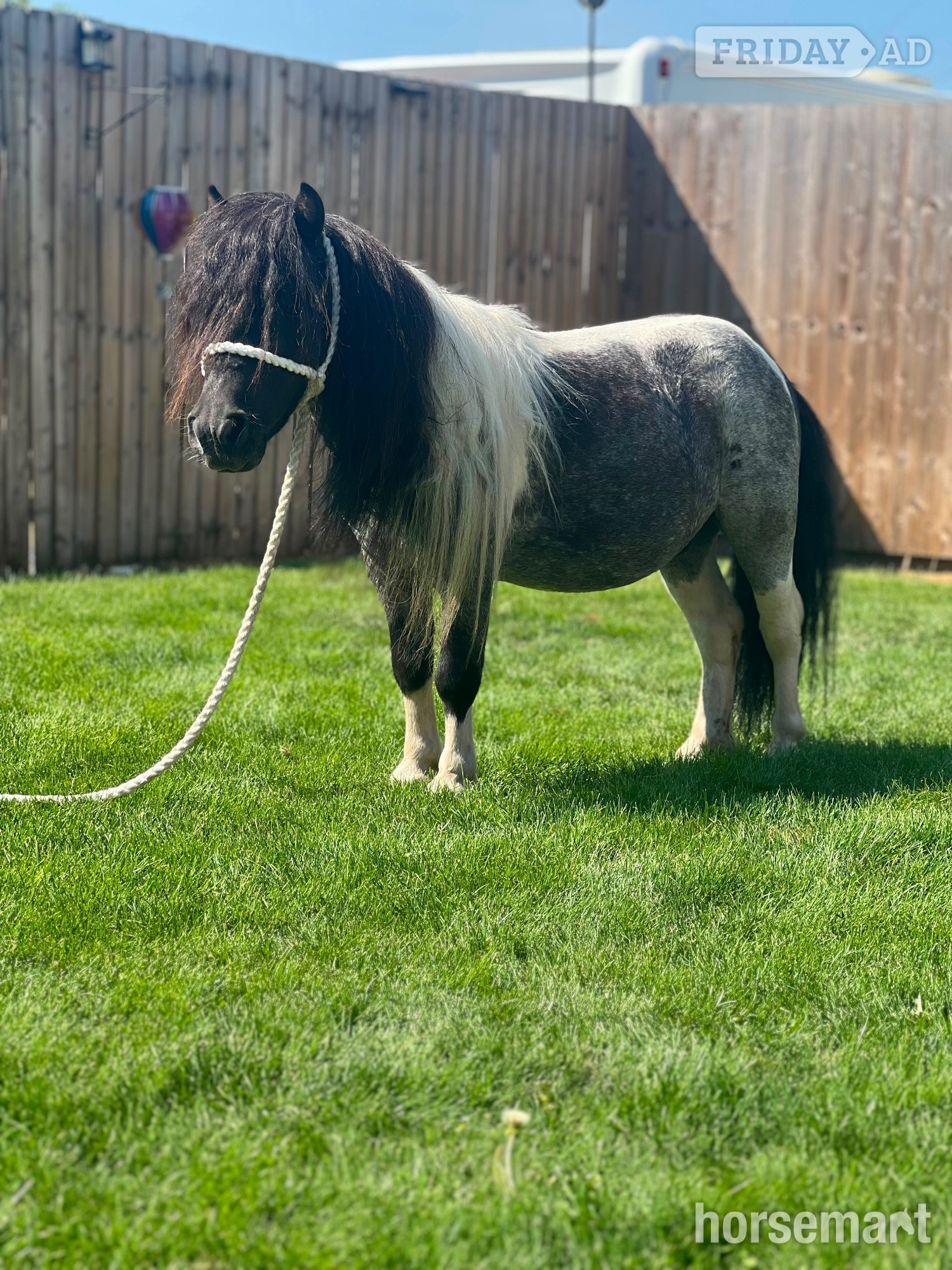 "Spartacus " Blue &amp; White Gelding Family Horse - Horses in Cannock
