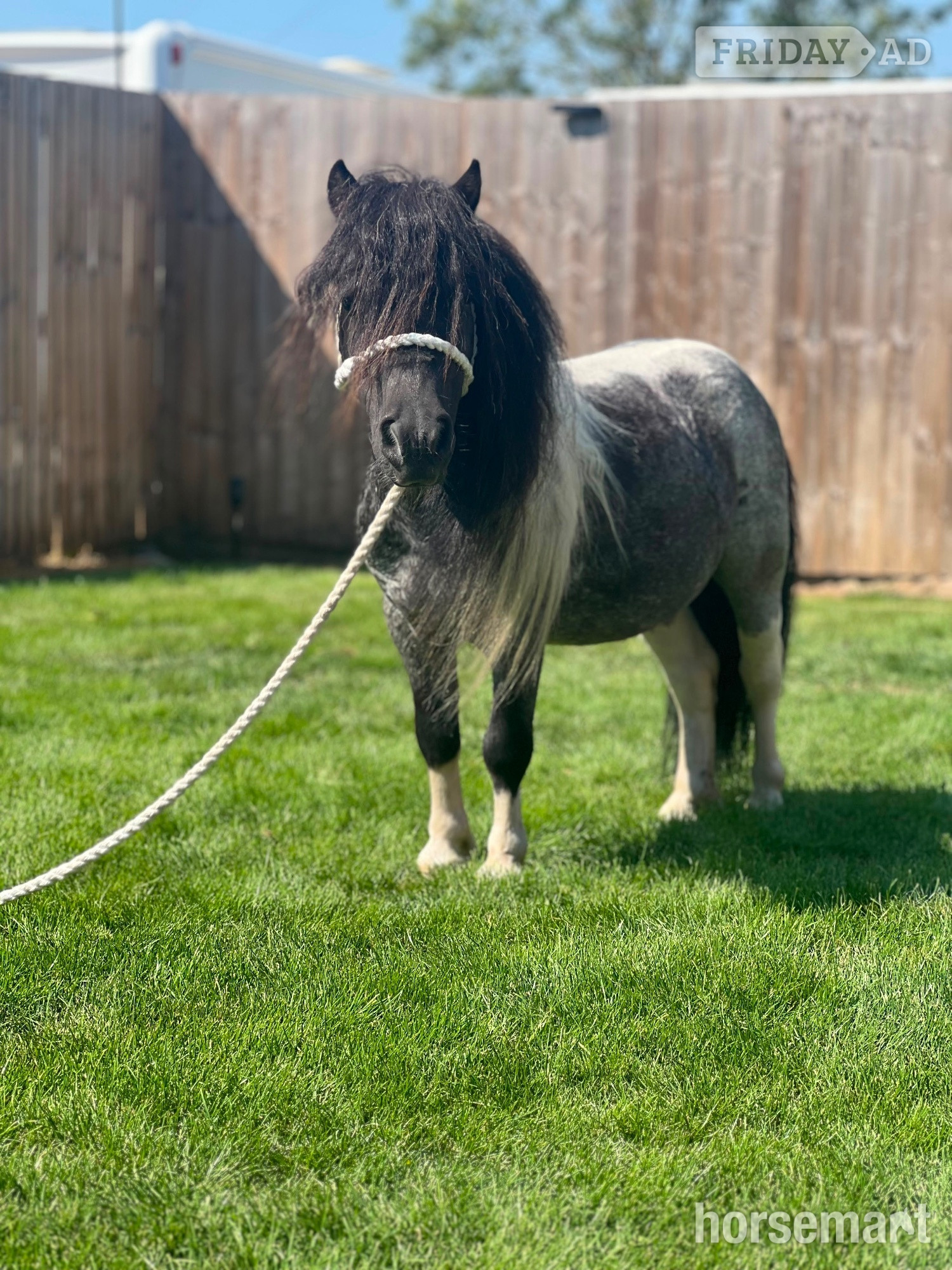 "Spartacus " Blue &amp; White Gelding Family Horse - Horses