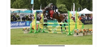 "Owen" Bay Gelding All Rounder