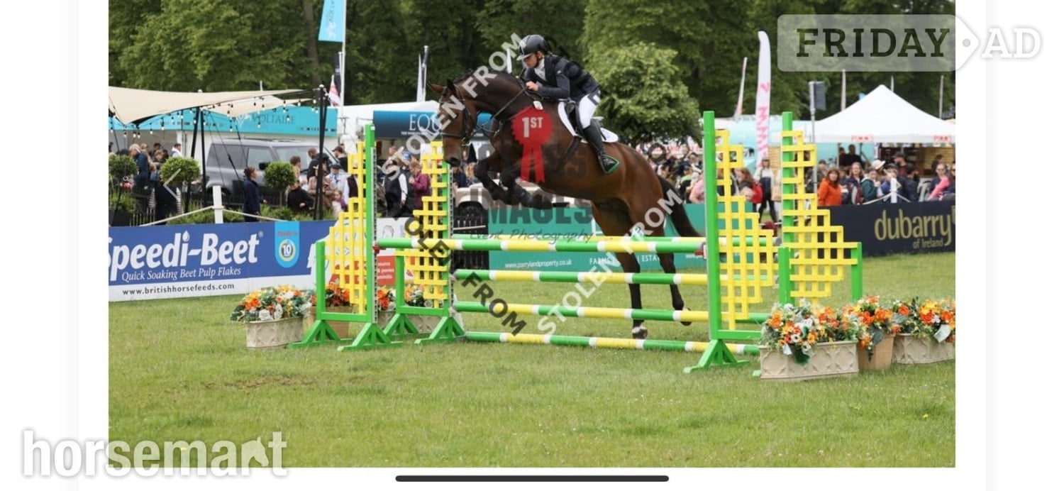 "Owen" Bay Gelding All Rounder in Pontefract