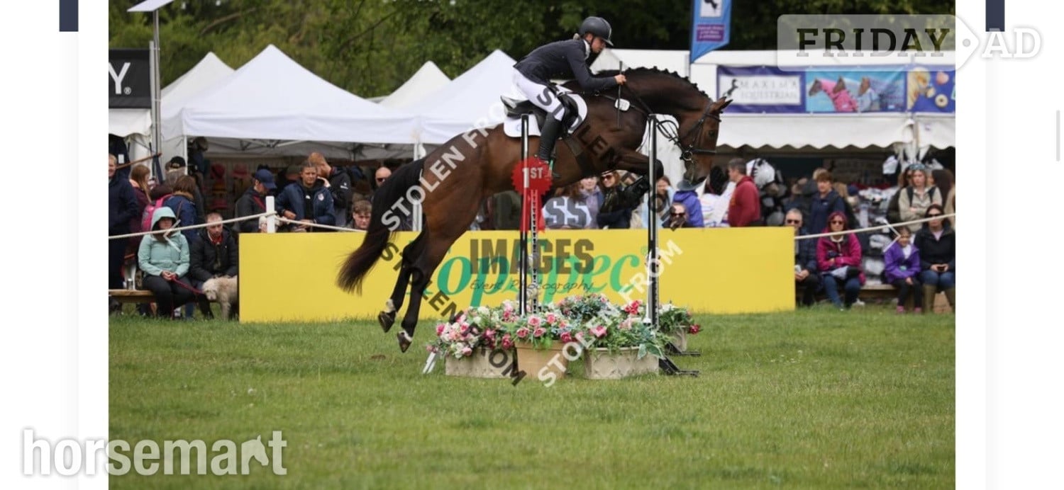 "Owen" Bay Gelding All Rounder