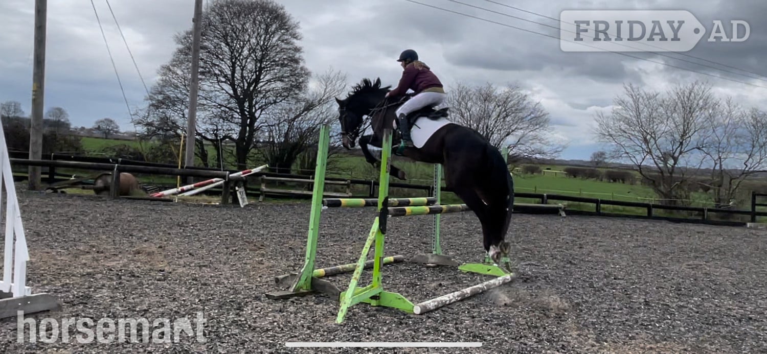 Pontefract "Owen" Bay Gelding All Rounder