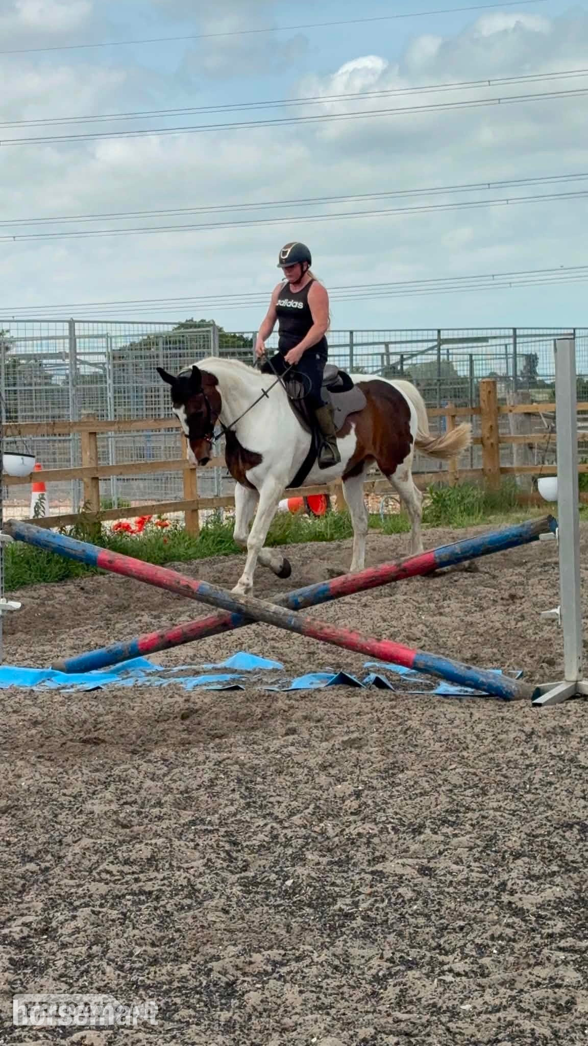 "Kacikay" Skewbald Mare Family Horse - Horses