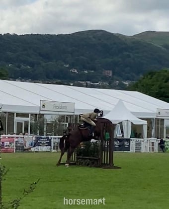 "Mabeline " Chestnut Mare All Rounder