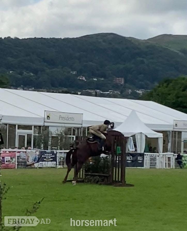"Mabeline " Chestnut Mare All Rounder in Cheltenham