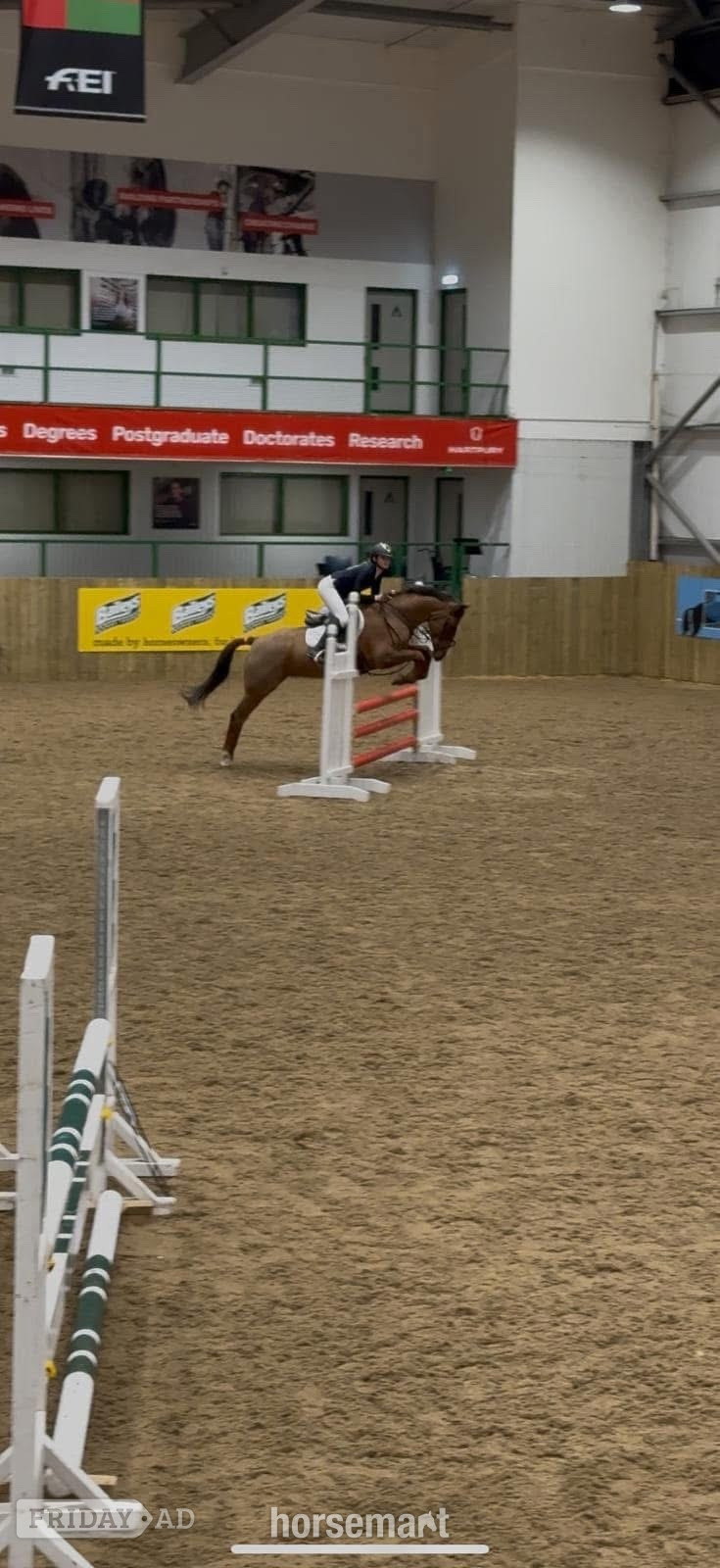 "Mabeline " Chestnut Mare All Rounder