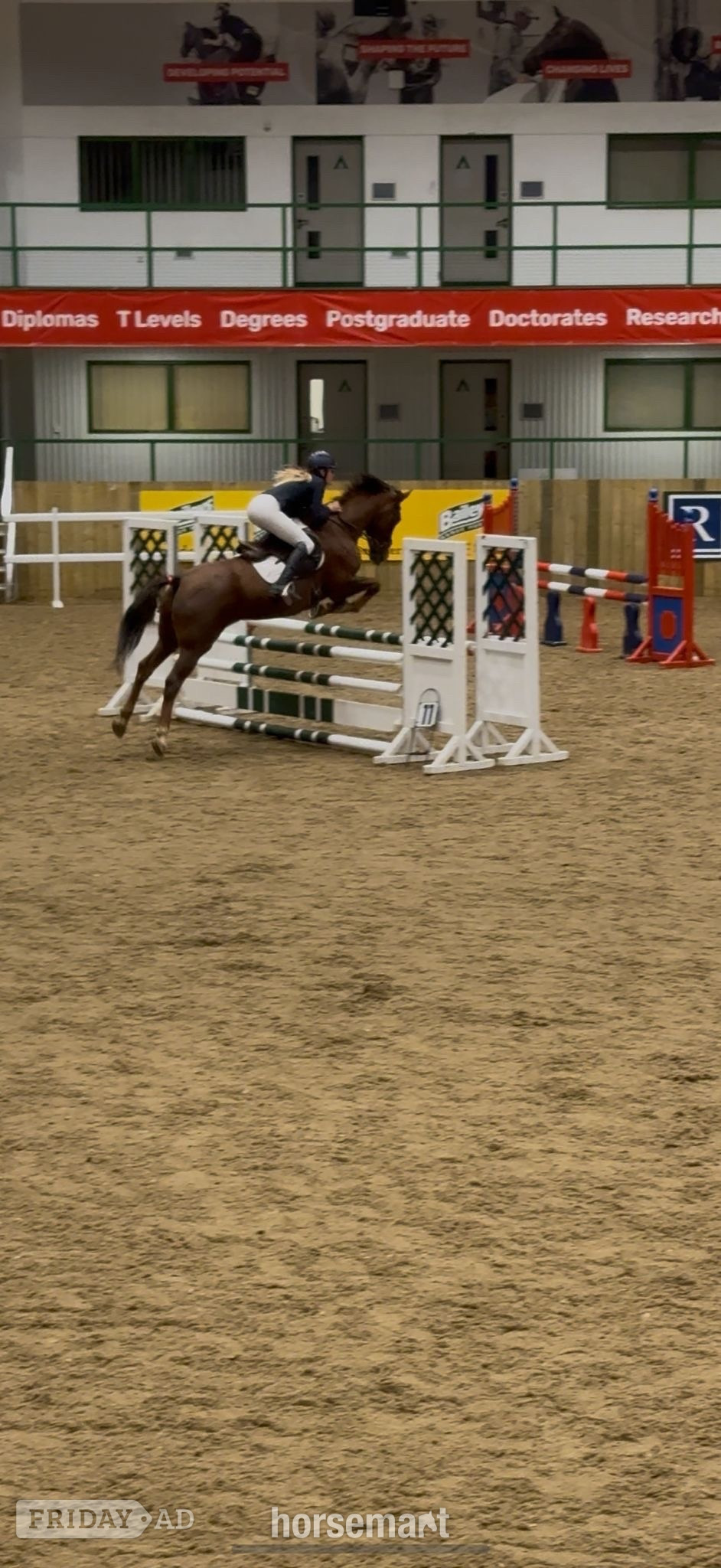 Cheltenham "Mabeline " Chestnut Mare All Rounder