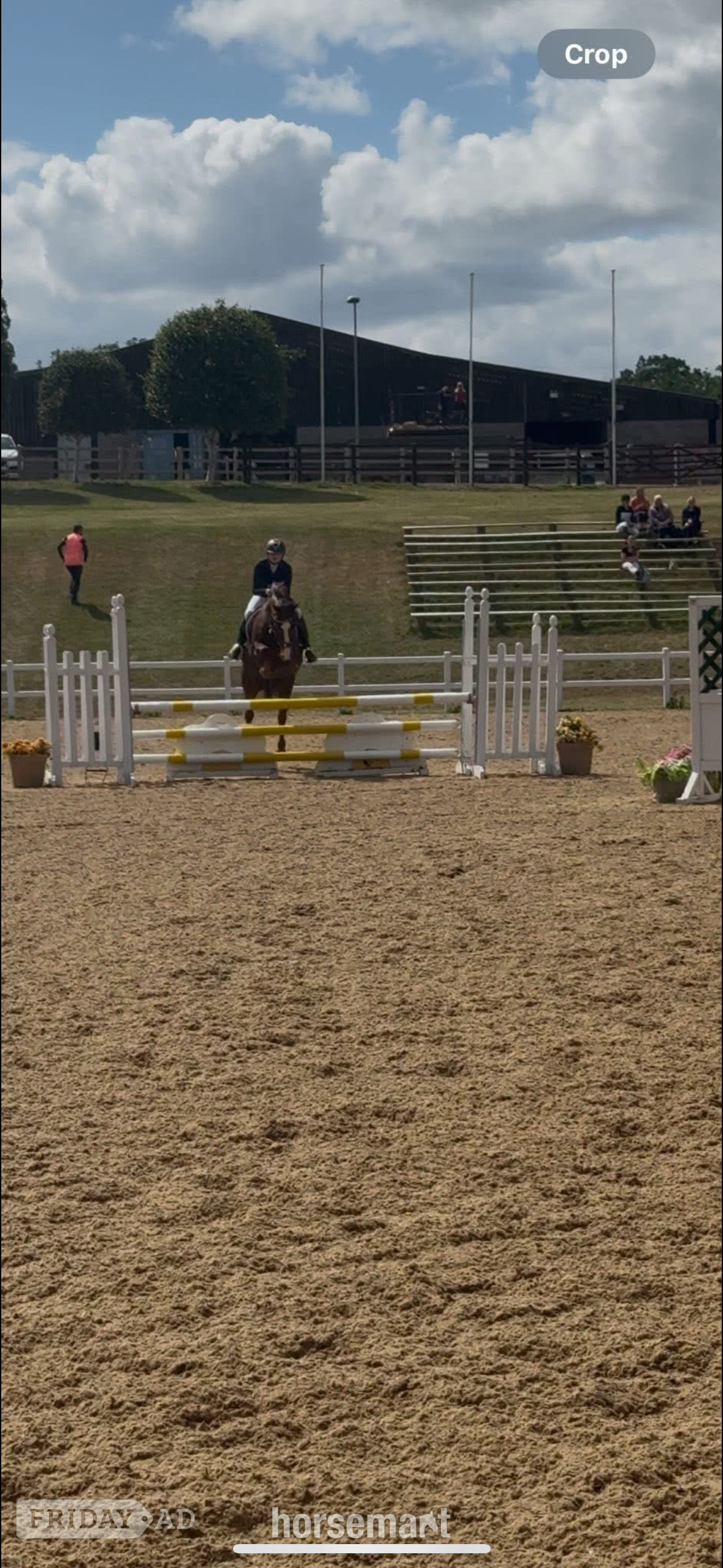 "Mabeline " Chestnut Mare All Rounder - Horses in Cheltenham