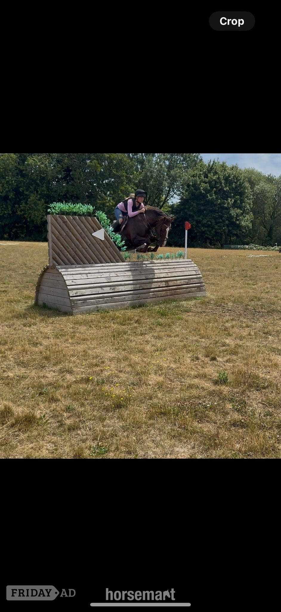 "Mabeline " Chestnut Mare All Rounder - Horses