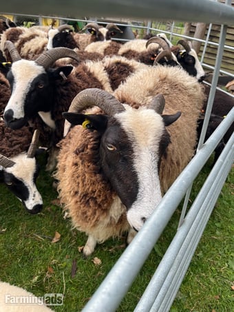 3 -4 Jacob ewes