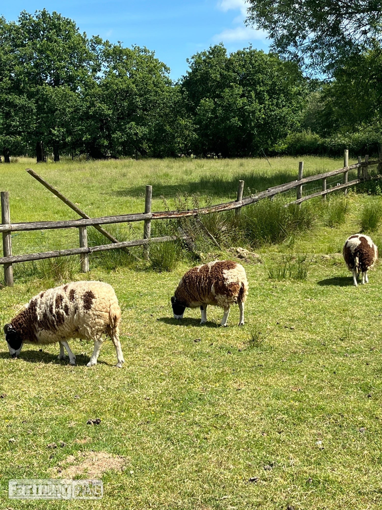 3 -4 Jacob ewes