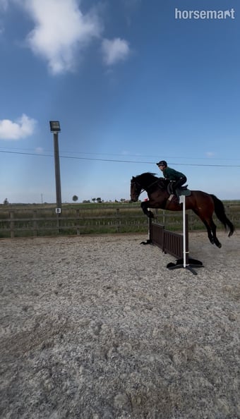 "Crummy Moonlight (Mollie)" Bay Mare All Rounder
