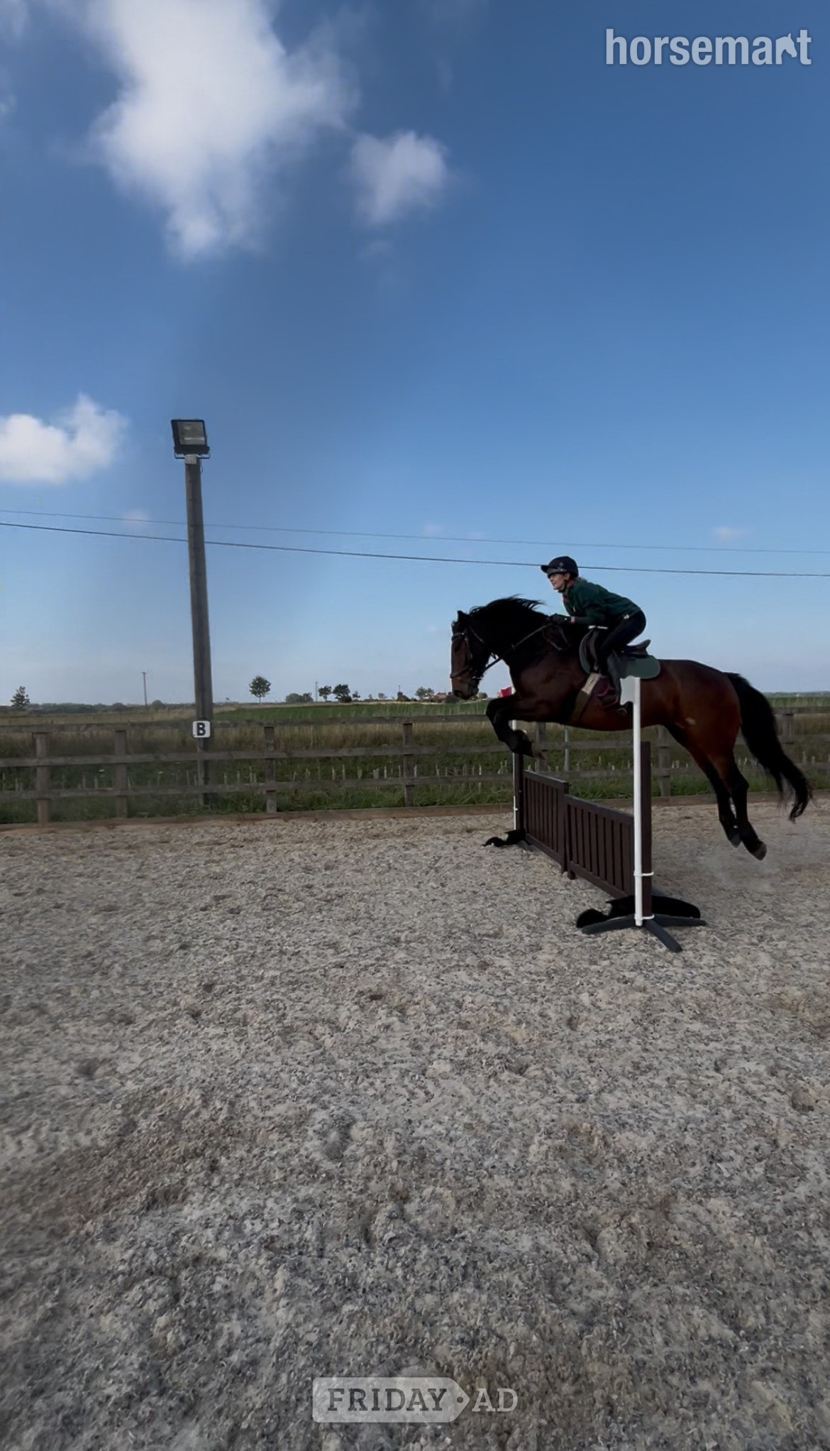 "Crummy Moonlight (Mollie)" Bay Mare All Rounder in Wroxham