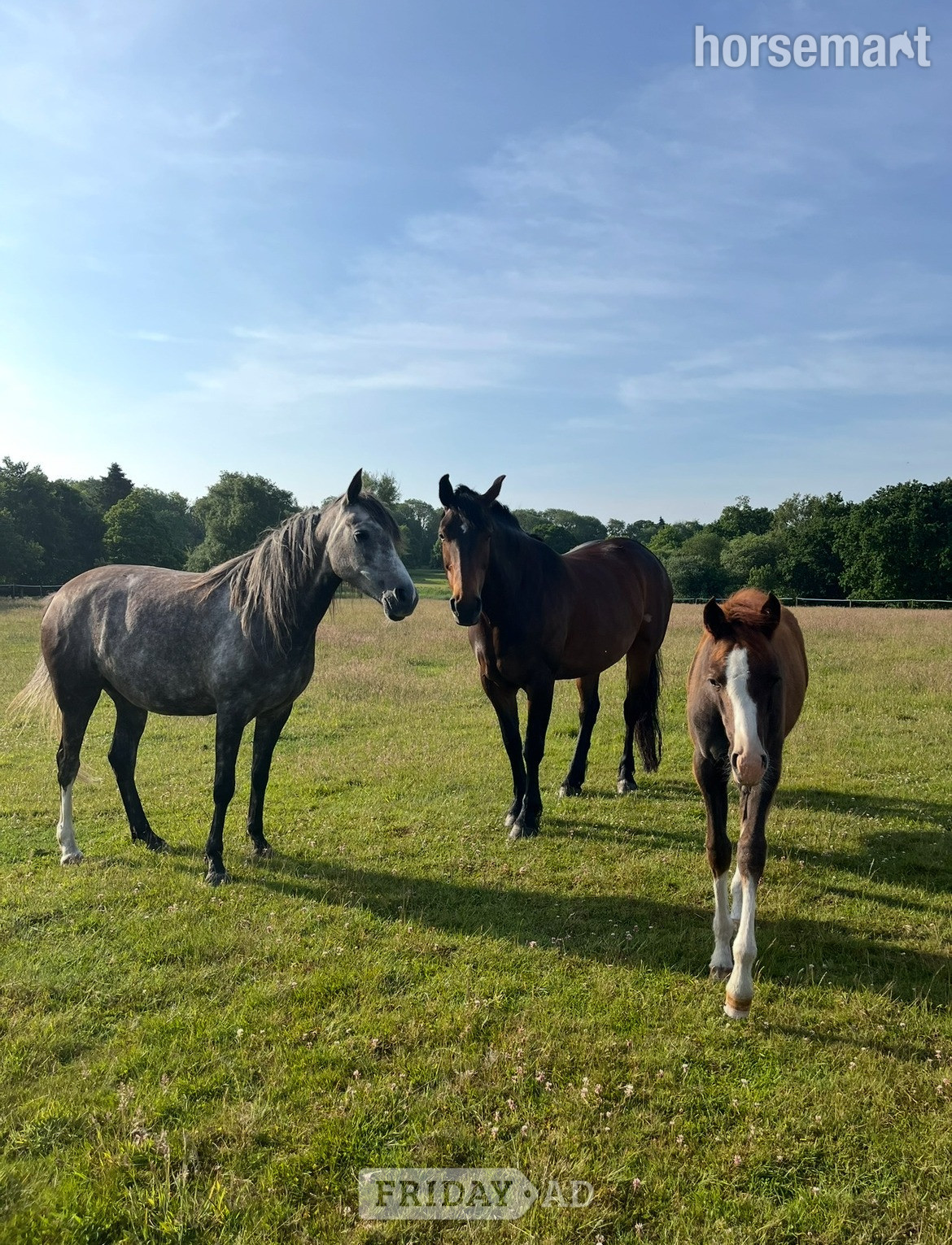 "Crummy Moonlight (Mollie)" Bay Mare All Rounder