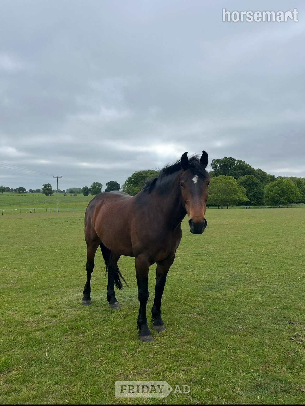 Wroxham "Crummy Moonlight (Mollie)" Bay Mare All Rounder