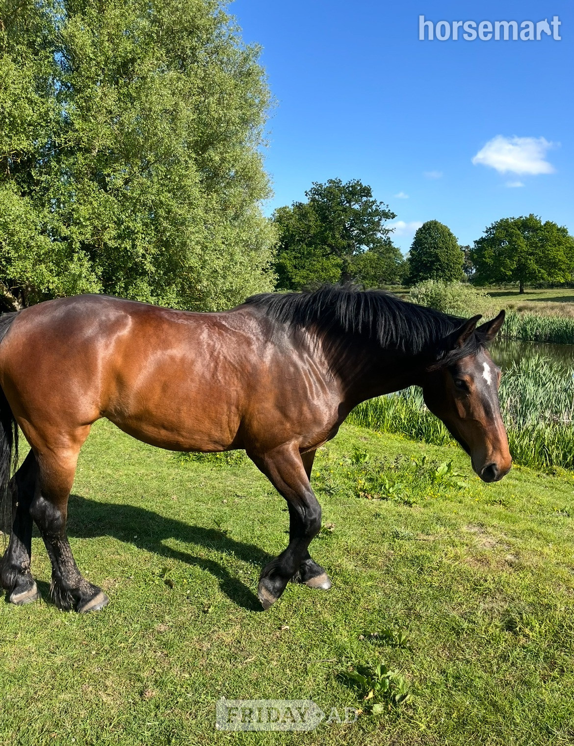 "Crummy Moonlight (Mollie)" Bay Mare All Rounder - Horses in Wroxham