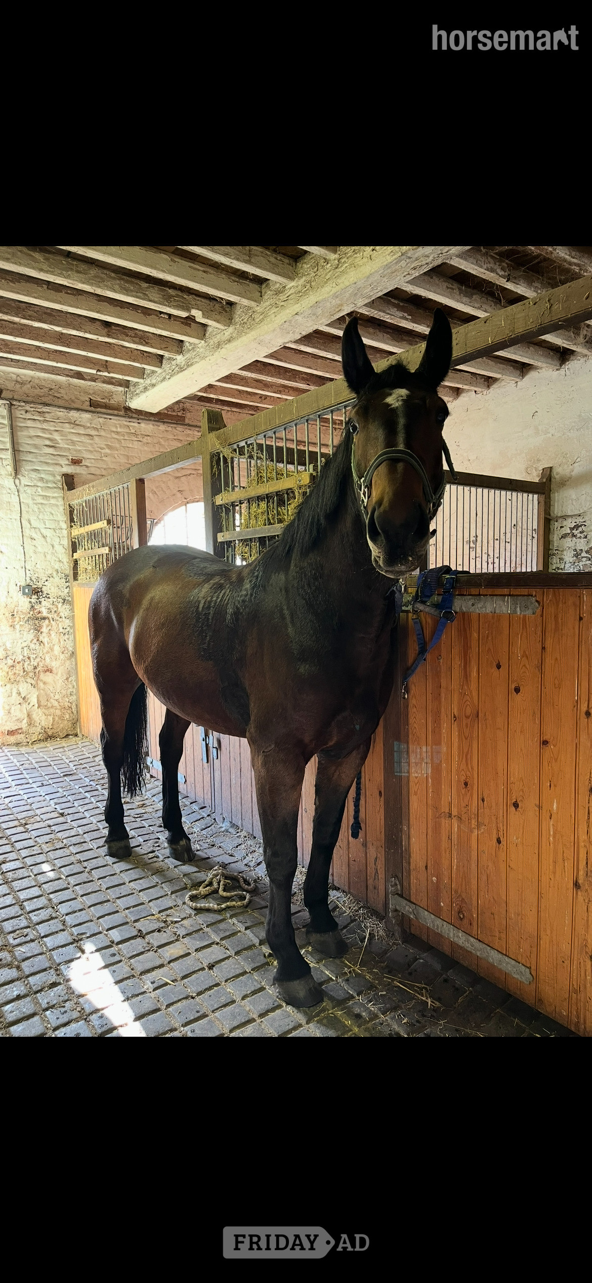 "Crummy Moonlight (Mollie)" Bay Mare All Rounder - Horses