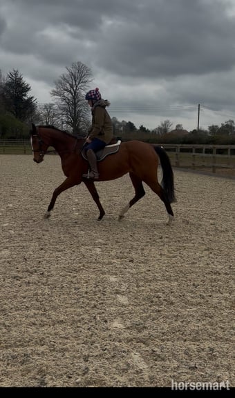 "Wind Element (Evie)" Bay Mare All Rounder