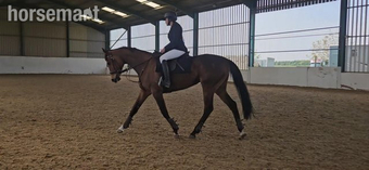 "Star" Bay Mare Ex Racehorse