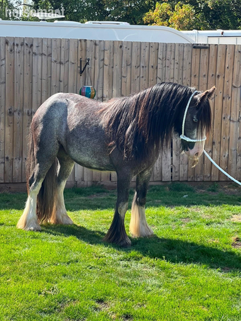 "Silver " Blue Roan Gelding Happy Hacker