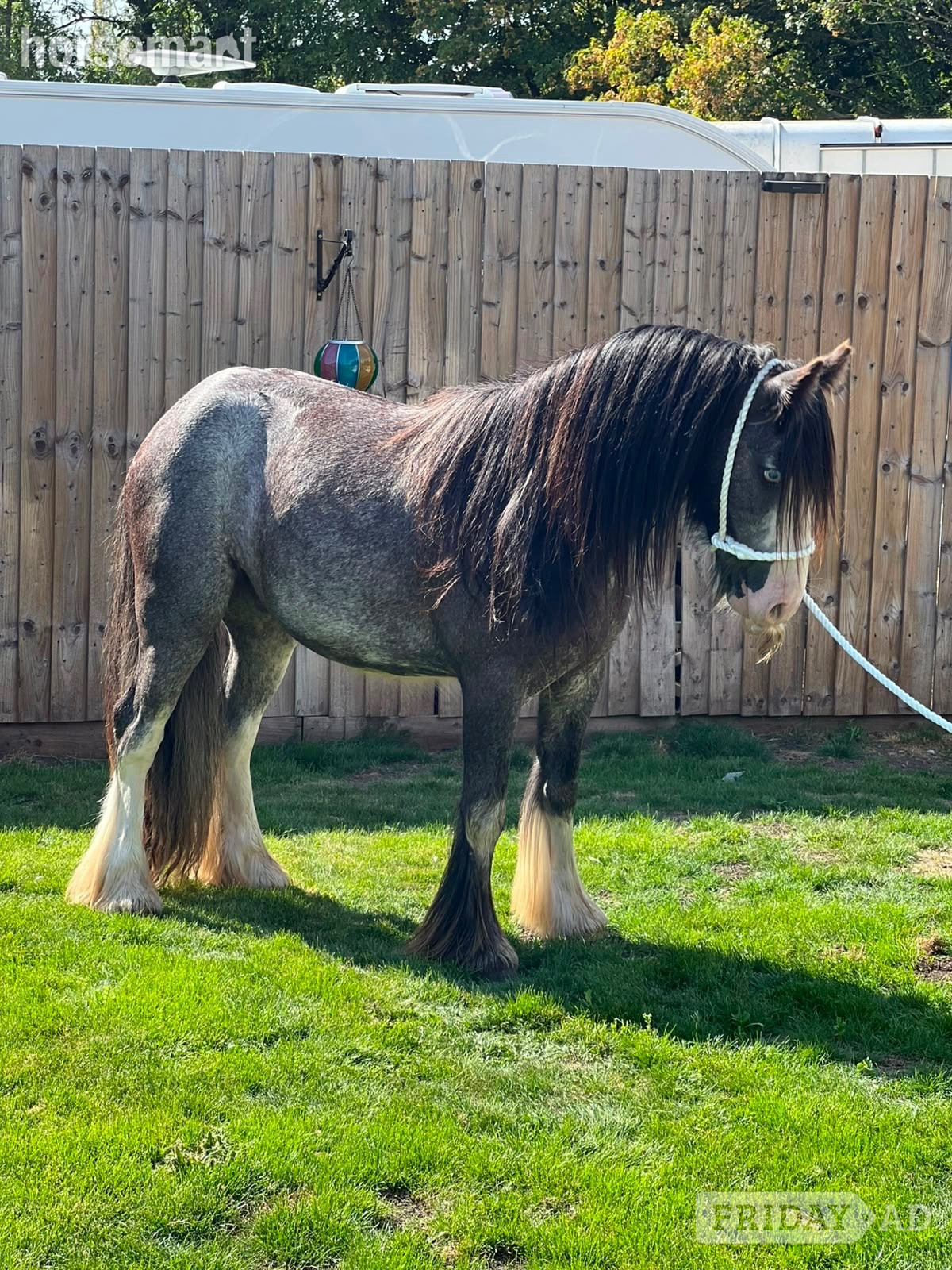 "Silver " Blue Roan Gelding Happy Hacker in Cannock