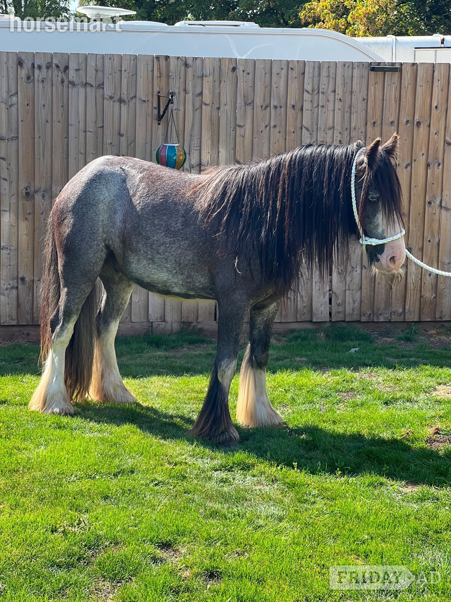 "Silver " Blue Roan Gelding Happy Hacker