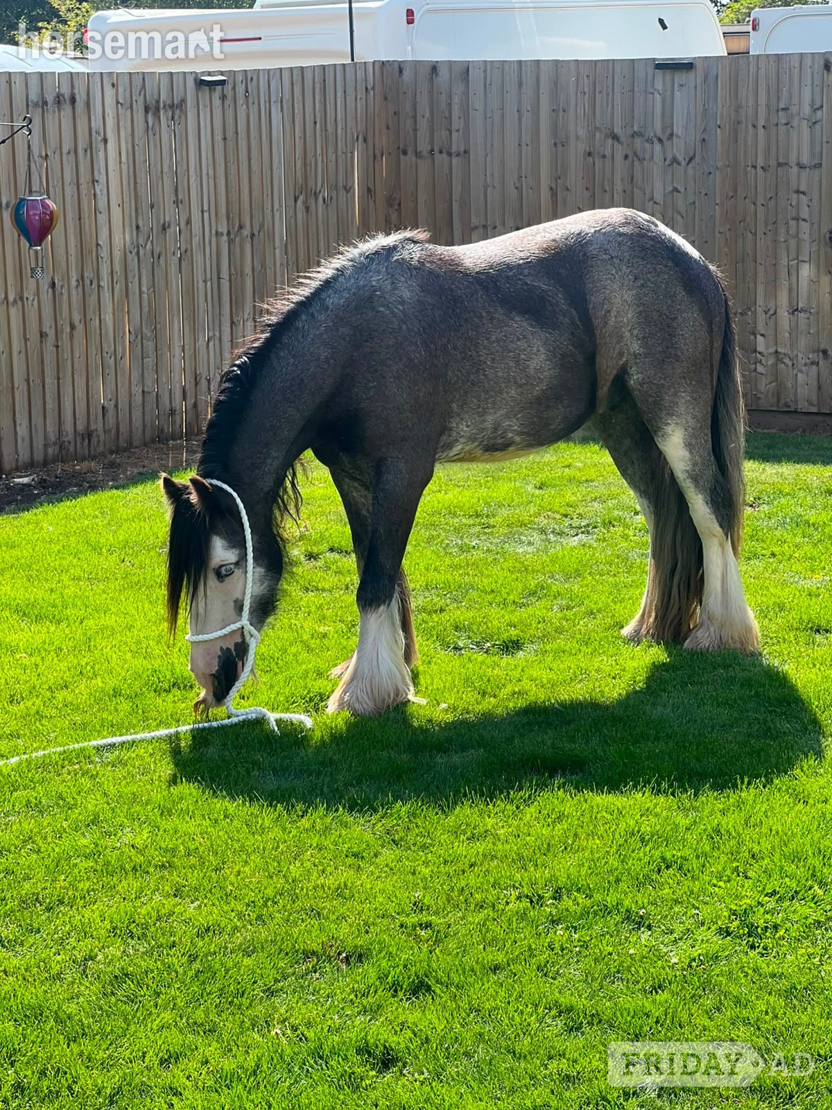 Cannock "Silver " Blue Roan Gelding Happy Hacker