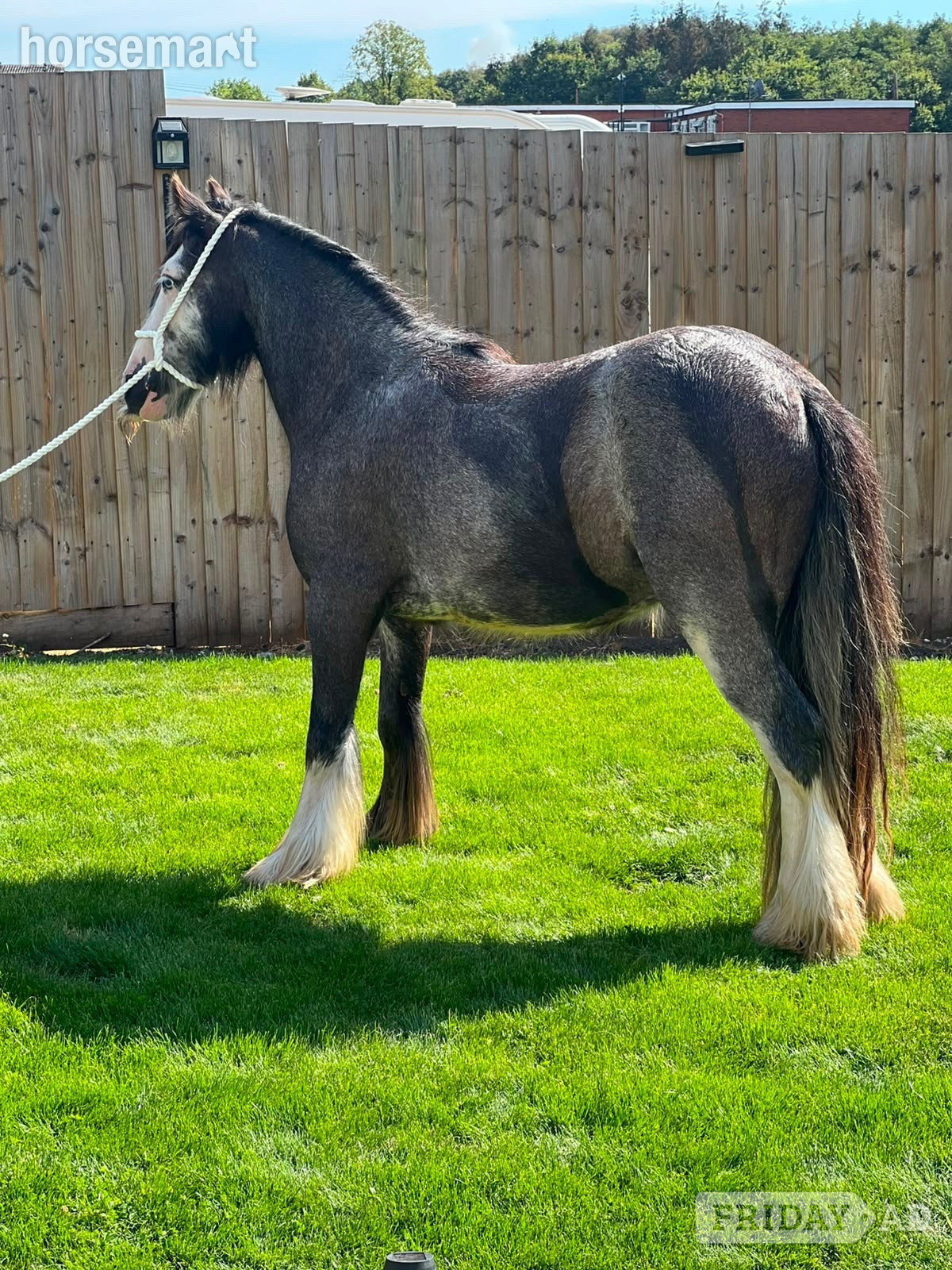 "Silver " Blue Roan Gelding Happy Hacker - Horses in Cannock