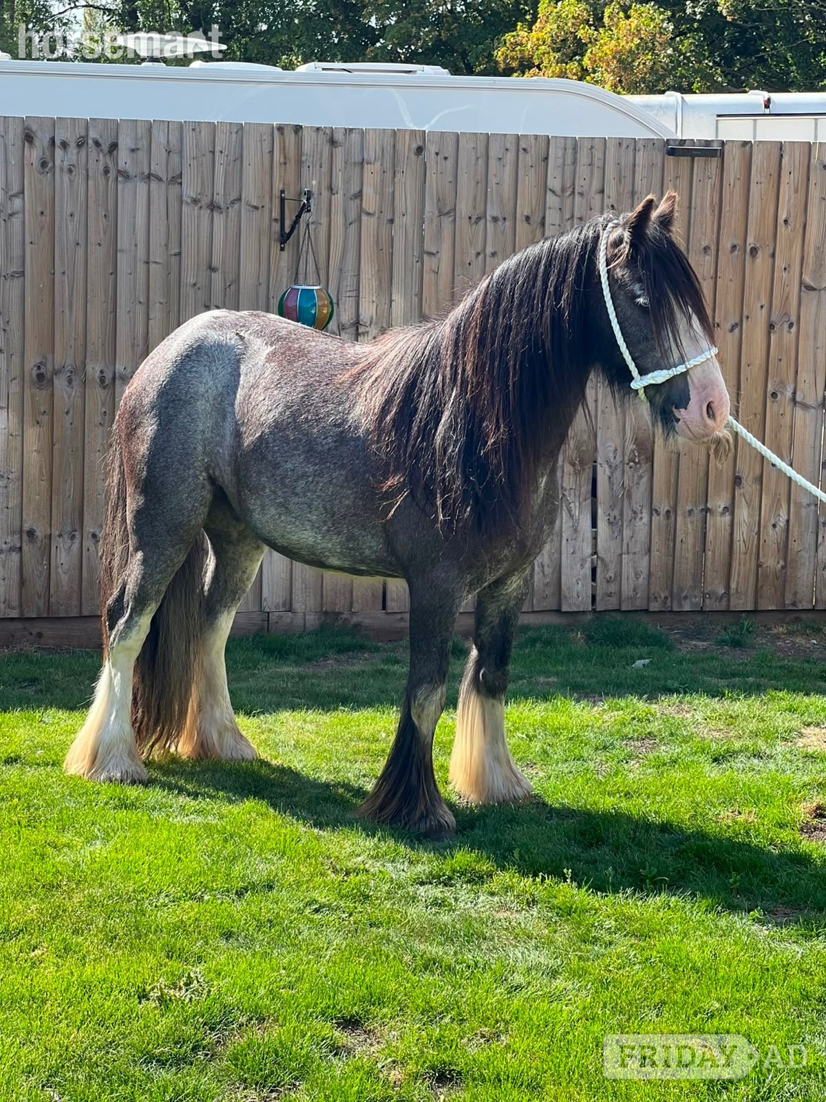"Silver " Blue Roan Gelding Happy Hacker - Horses