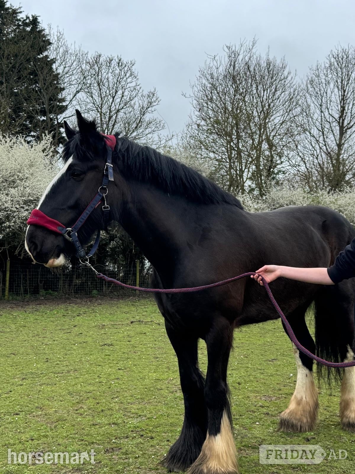 "Diana" Black Mare Cob/Heavy Horse in Hemel Hempstead
