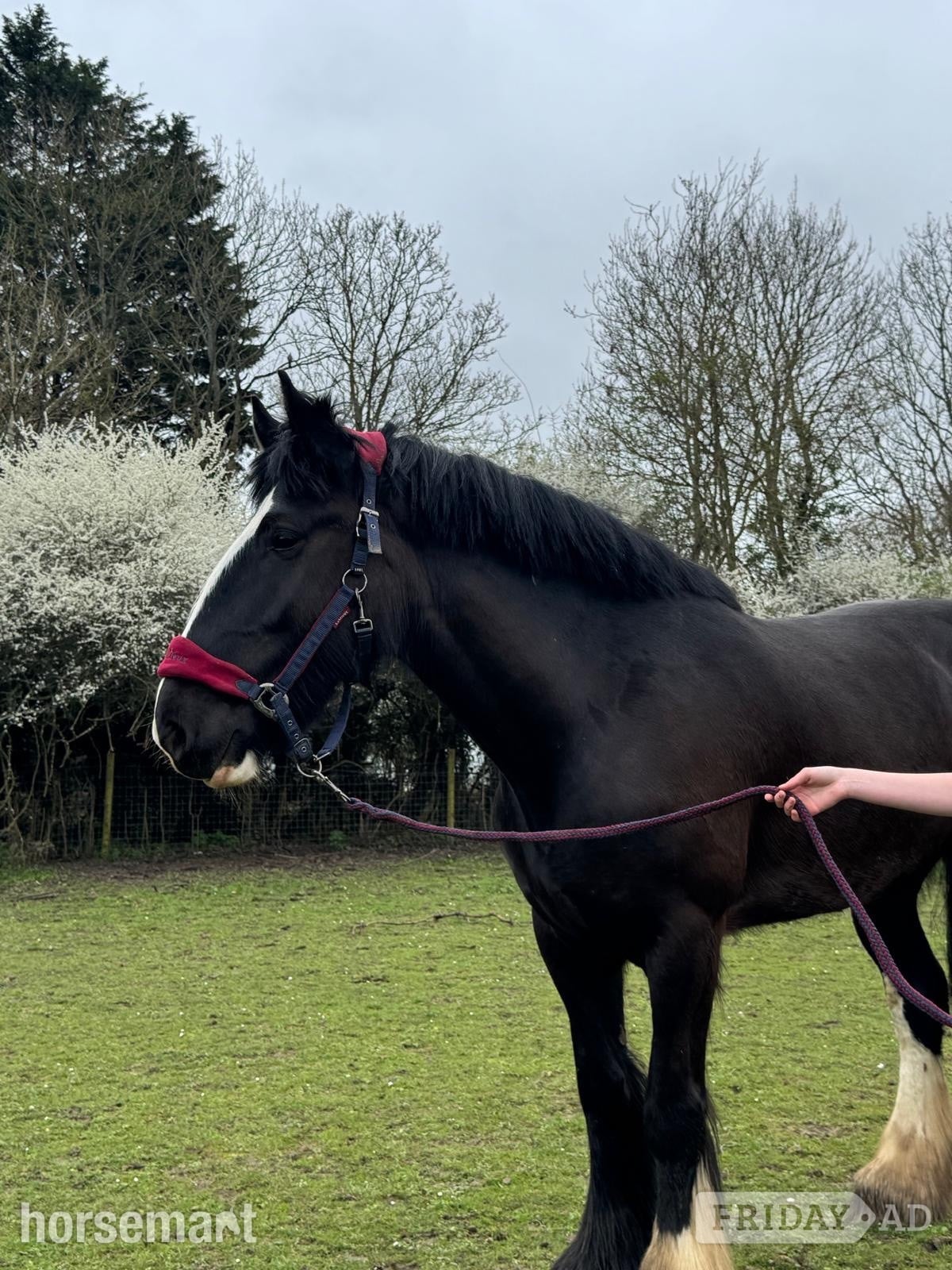 "Diana" Black Mare Cob/Heavy Horse