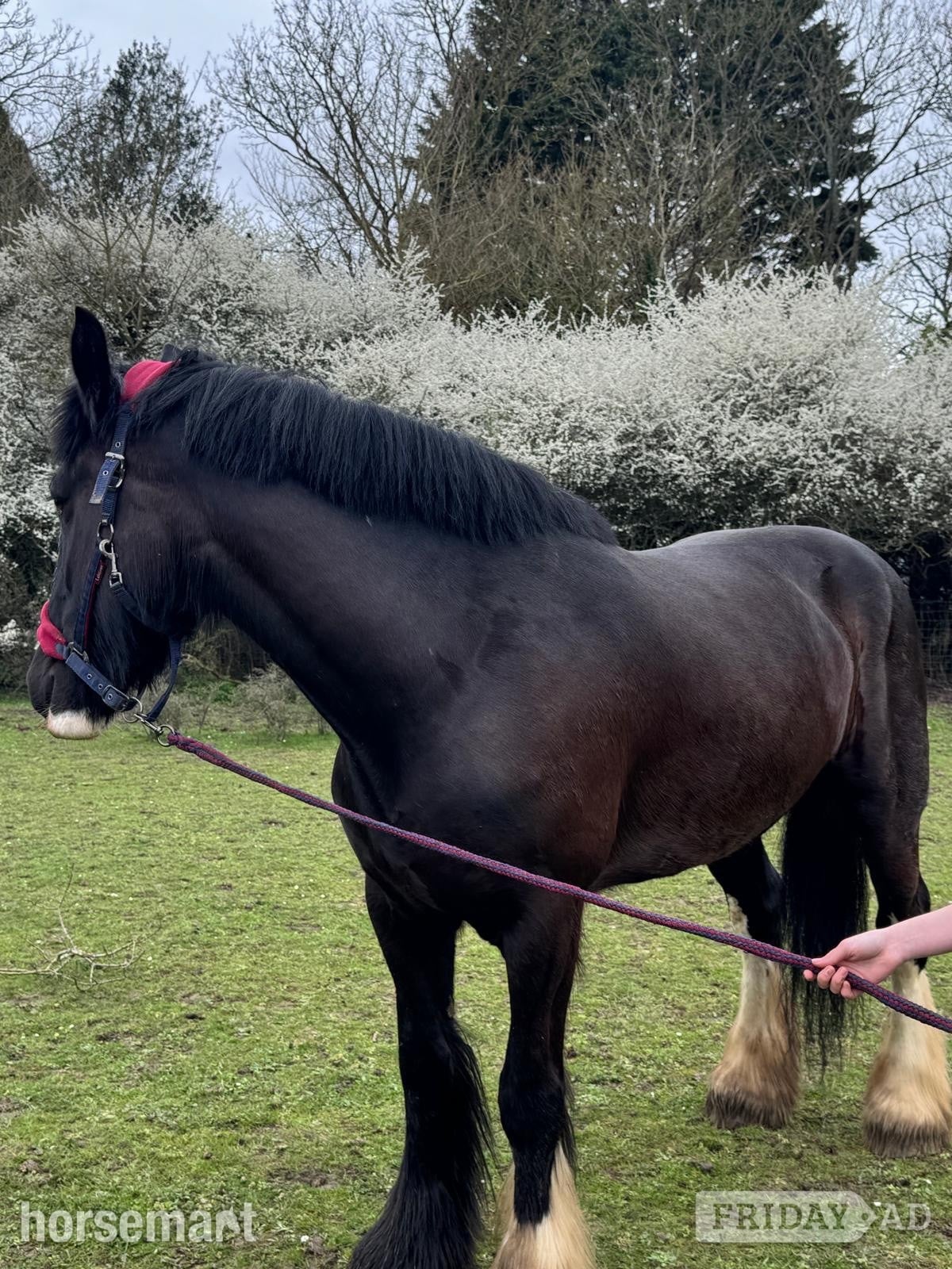 Hemel Hempstead "Diana" Black Mare Cob/Heavy Horse