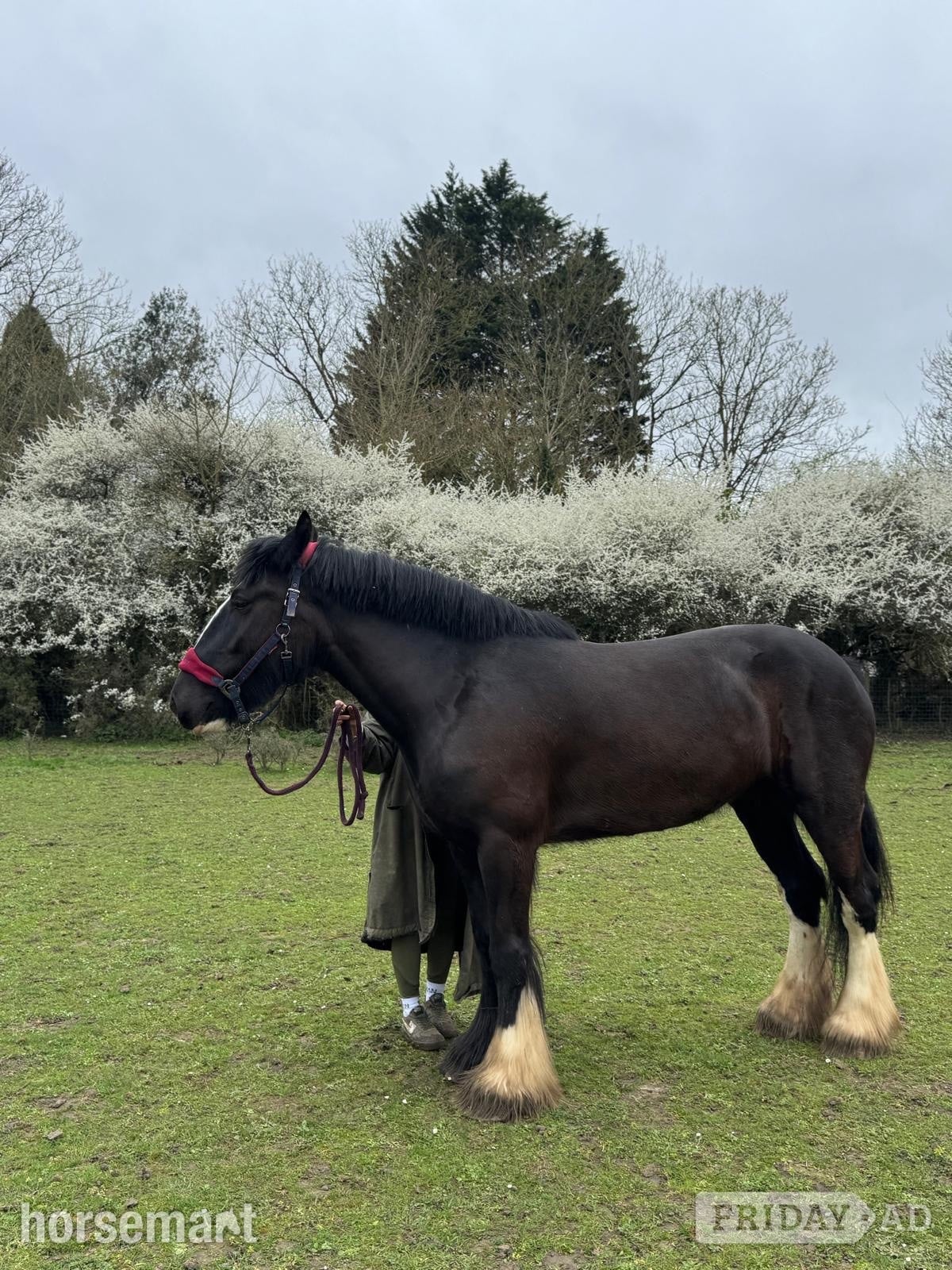 "Diana" Black Mare Cob/Heavy Horse - Horses in Hemel Hempstead