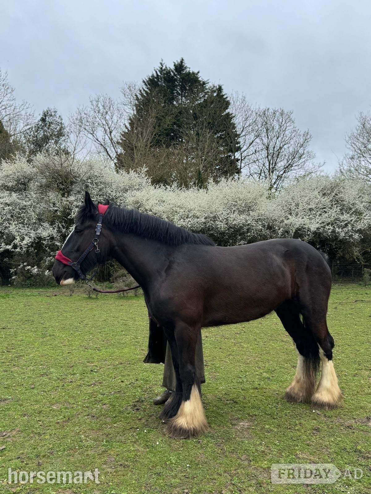 "Diana" Black Mare Cob/Heavy Horse - Horses