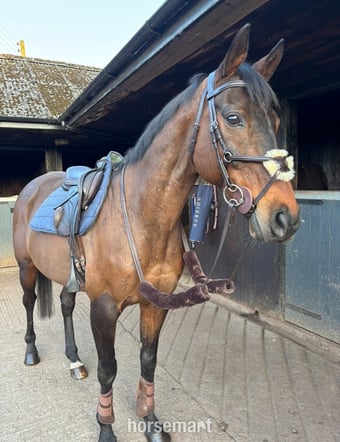 "Jovi" Bay Gelding All Rounder