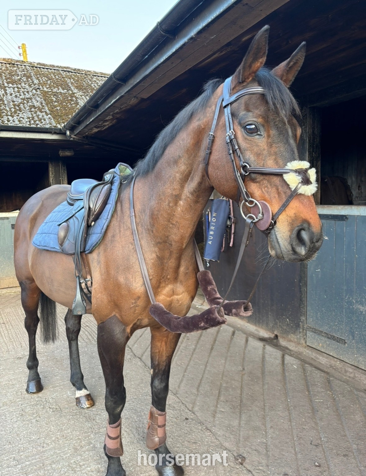 "Jovi" Bay Gelding All Rounder in Hill Chorlton