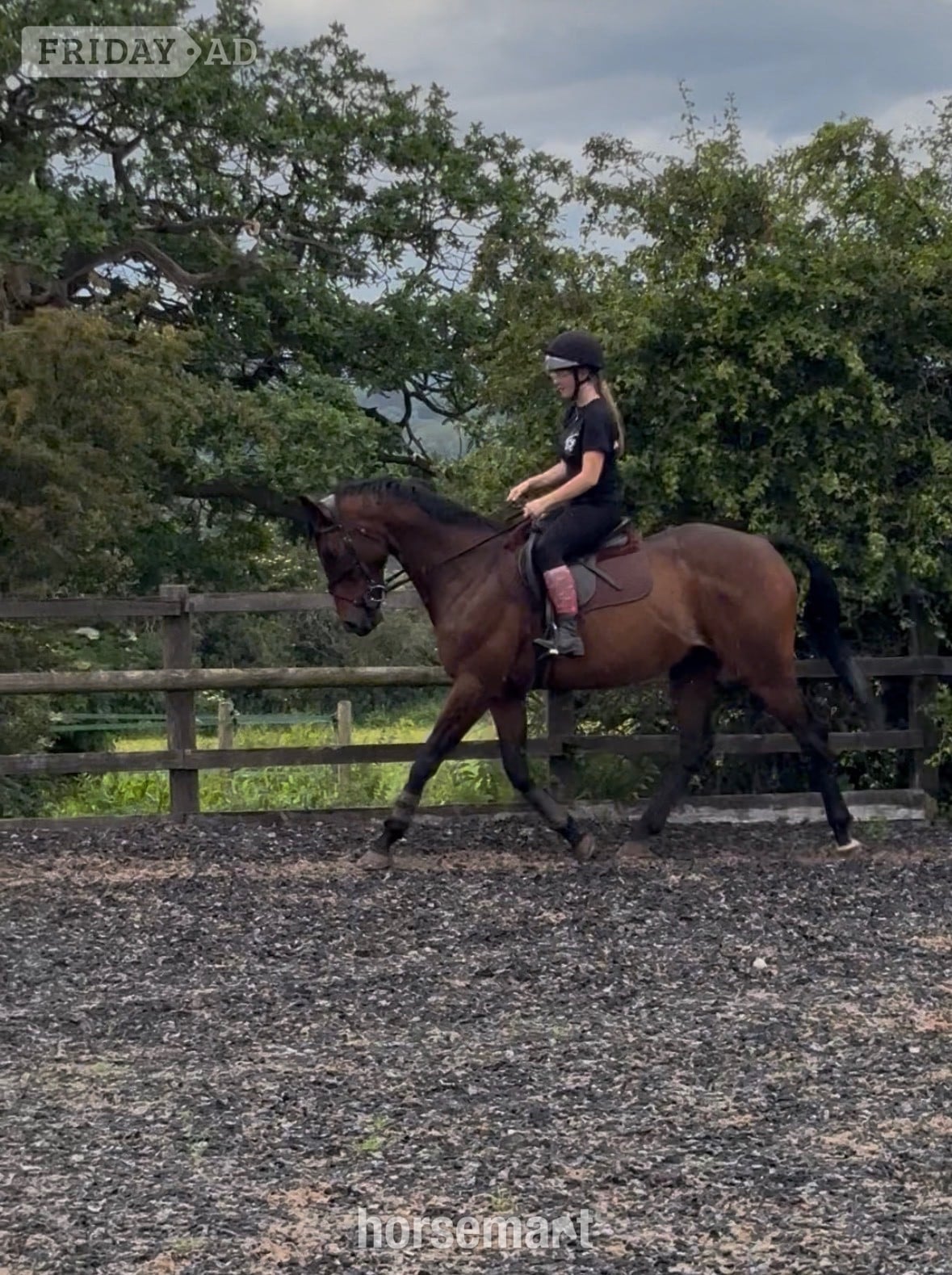 "Jovi" Bay Gelding All Rounder