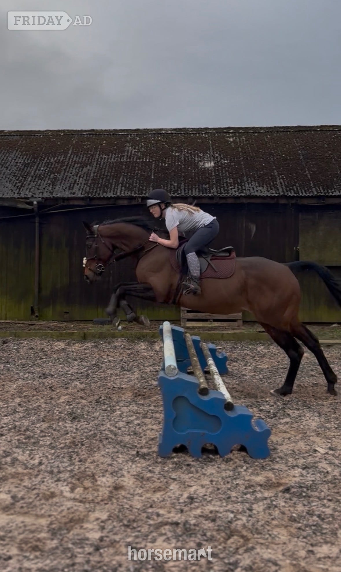 Hill Chorlton "Jovi" Bay Gelding All Rounder
