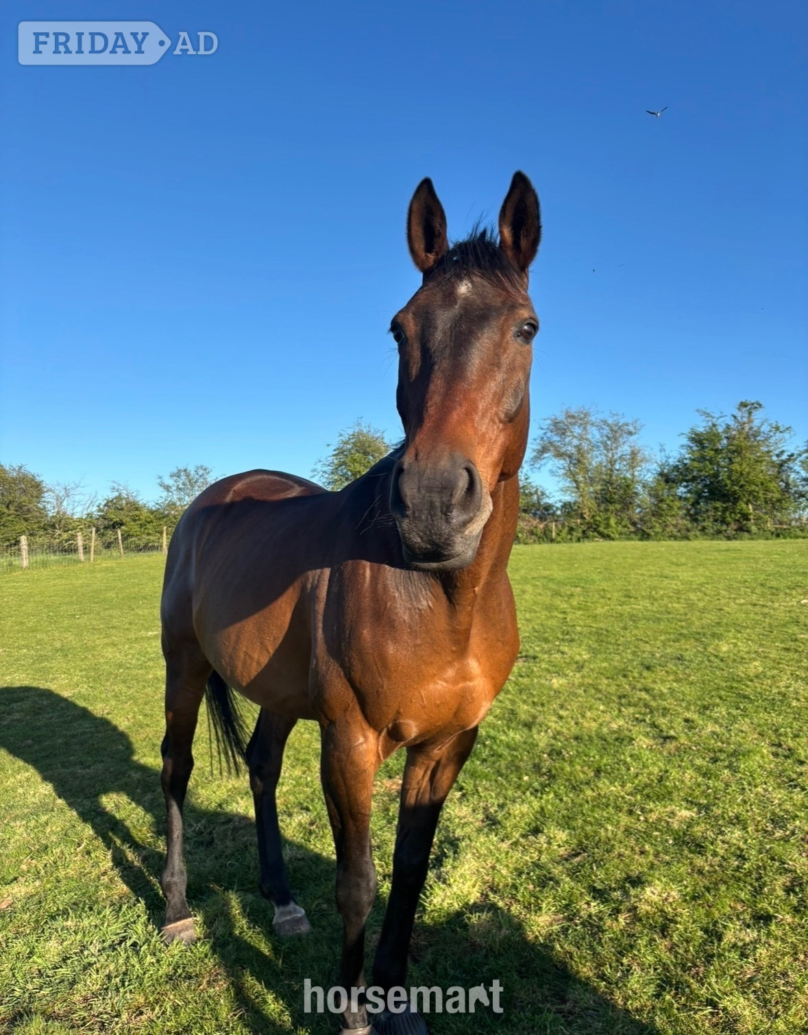 "Jovi" Bay Gelding All Rounder - Horses in Hill Chorlton