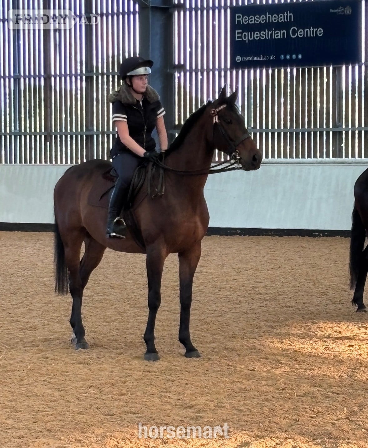 "Jovi" Bay Gelding All Rounder - Horses