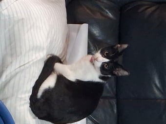 three beutiful bkack and white kittens