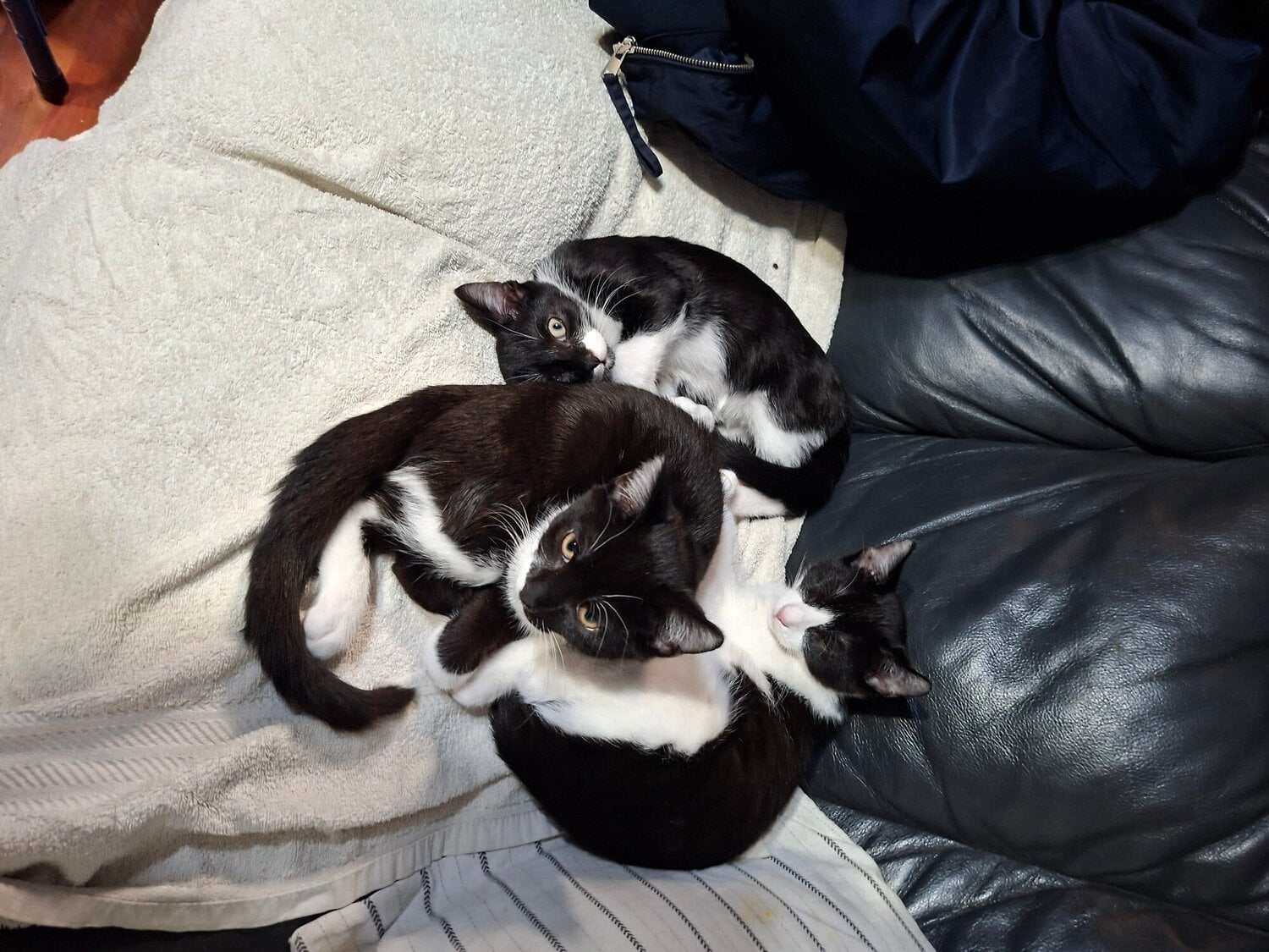 Walsall three beutiful bkack and white kittens