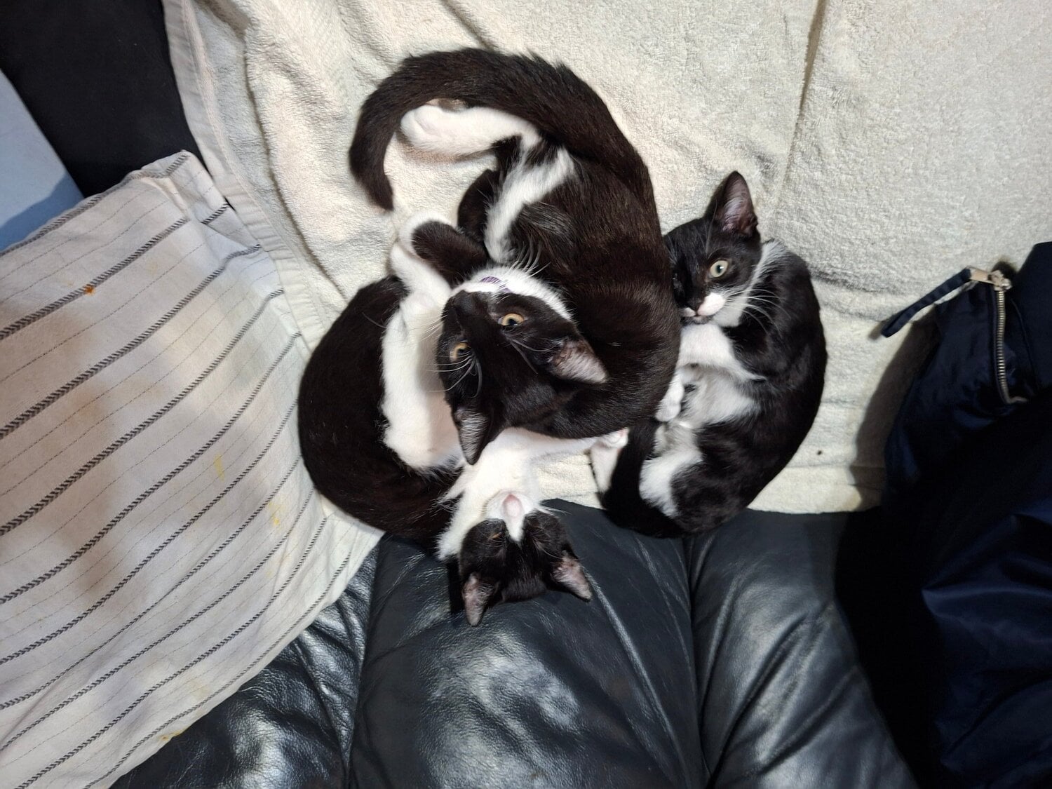 three beutiful bkack and white kittens - Cats & Kittens in Walsall