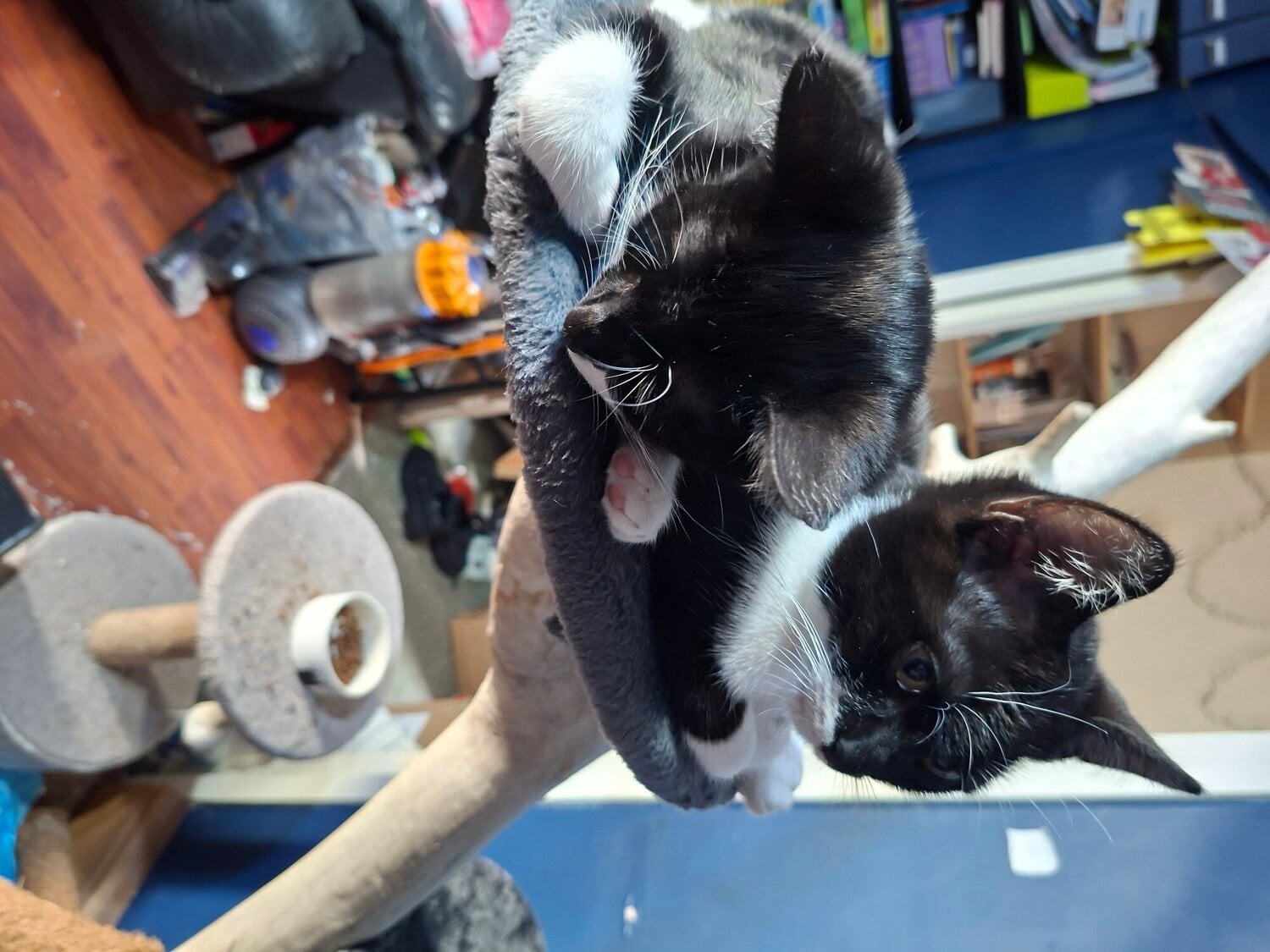 three beutiful bkack and white kittens - Cats & Kittens