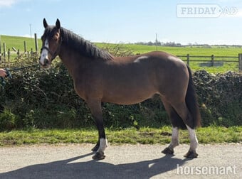 "Bishops town 19" Bay Gelding Cob/Heavy Horse